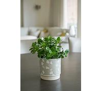 Ivyline Meadow Planter Mint H12Cm D12Cm
