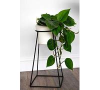 Ivyline Minimo plant stand in black H40xW21xD21cm