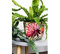 Ivyline Monza Tropical Fuchsia Planter 13Cm