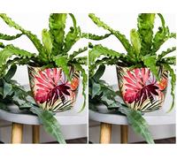 Ivyline Monza Tropical Fuchsia Planter 17CM (Pack of 2)