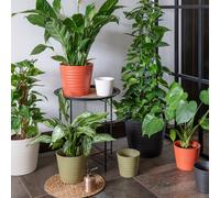Ivyline Oslo Cayenne Taper Planter - H27cm D32cm | 4 Colours & 2 Sizes Available Online | Ceramic | Made in Europe in Burnt Orange Ivyline Burnt Orange