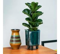 Ivyline Pisa Emerald Planter, H24cm x D20cm Ivyline Emerald