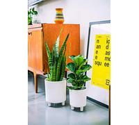 Pisa Plant Pot White