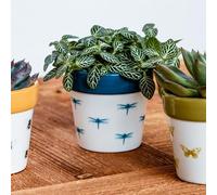 Ivyline Planter, Ceramic, Dragonfly, 7 x 7cm