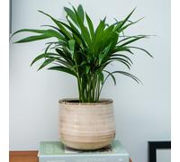 Ivyline Planter Pot Como Ceramic - Ivory