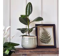 Ivyline Planter Pot Como Ceramic - Mint