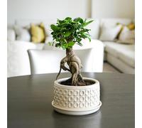 Ivyline Round Bonsai Planter in Cream - Waterproof & Durable - Contemporary Premium Glazed Decorative Indoor Ceramic Flower Pot - H38.5cm x D20cm
