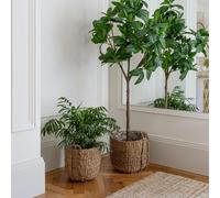 Ivyline Tenno Natural Basket Set of 3