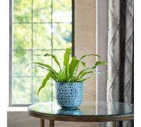 Ivyline Textured Glaze Plant Pot 18cm Dia | Contemporary Glazed Plant Pot with Textured Crackle Design| Indoor Planter Plant Pot Flower Pot for Cacti Succulents and Small House Plants (Sapphire)