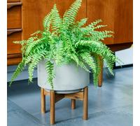 Ivyline Vigo Concrete Grey Planter With Stand - 28Cm