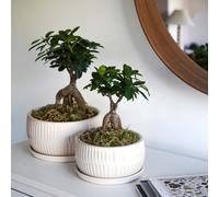 White Round Bonsai Planters, Set of 2 Ivyline White One Size