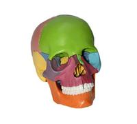 IvyLoutish 1:2 Human Skull Color Description Human Skull Model for Anatomy Skull Model with 15 Assembly Parts and Bone Description Manual and Accurate Details Teaching Model