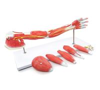 IvyLoutish 7 Parts Life Size Muscle Model Human Arm Model,Human Muscular Arm Teaching Model,Arm Anatomical Anatomy Arm Model,Upper Limb Muscle Model Shoulder Anatomy Model