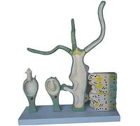 IvyLoutish Body Model, Skeleton Model, Expanded Model Sanguijuela, Blood Model, Biological Model, Tentacura Margen Water, Studio, Ense?Anza