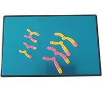 IvyLoutish Chromosome Changes in Meiosis Model Component Biology Teaching Instrument Human Chromosome Model Anatomical Model Biology Teaching Model Chromosome Changes Meiosis Mode