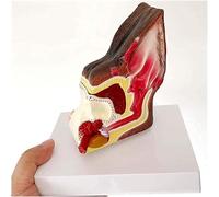 IvyLoutish Dog Ear Anatomical Model Animal Organ Model Anatomy Model Structural Model Dog Ear Anatomy Health Care Medical Anatomy Teaching Model for Offices and Classrooms Medical