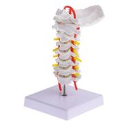 IWOWHERO Cervical Spine Anatomical Model with Carotid Simulation, Intervertebral Disc and Nerve Teaching Human Medical Model for Biology and Professional Medical Education