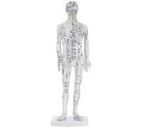 IWOWHERO Male Human Acupuncture Mannequin Body Acupoint Model Meridians for Traditional Chinese Medicine Acupuncture and Massage Training, White Full-Body Acupoint Training Model for