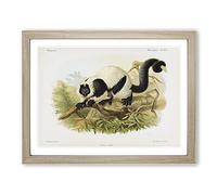 J.G. Keulemans Black & White Ruffed Lemur Vintage Framed Print | A3 Oak Framed Wall Art | Ready to Hang | Classic Nature Picture | Living Room Bedroom Lounge Office