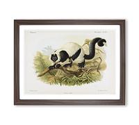 J.G. Keulemans Black & White Ruffed Lemur Vintage Framed Print | A4 Walnut Framed Wall Art | Ready to Hang | Classic Nature Picture | Living Room Bedroom Lounge Office