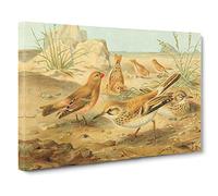 J.G. Keulemans Desert Finch & Desert Lark Birds Canvas Print | Gallery Wrapped 30mm Frame Wall Art | 24x16 inches | Ready to Hang | Retro Landscape Picture | Living Room Bedroom Lounge Office