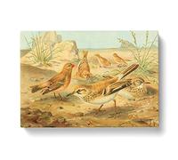 J.G. Keulemans Desert Finch & Desert Lark Birds Vintage Canvas Wall Art Print Ready to Hang, Framed Picture for Living Room Bedroom Home Office Décor, 50x35 cm (20x14 Inch)
