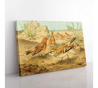 J.G. Keulemans Desert Finch & Desert Lark Birds Vintage Canvas Wall Art Print Ready to Hang, Framed Picture for Living Room Bedroom Home Office Décor, 76x50 cm (30x20 Inch)