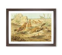 J.G. Keulemans Desert Finch & Desert Lark Birds Vintage Framed Print | A2 Walnut Framed Wall Art | Ready to Hang | Classic Landscape Picture | Living Room Bedroom Lounge Office