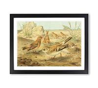 J.G. Keulemans Desert Finch & Desert Lark Birds Vintage Framed Print | A4 Black Framed Wall Art | Ready to Hang | Classic Landscape Picture | Living Room Bedroom Lounge Office