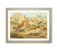 J.G. Keulemans Desert Finch & Desert Lark Birds Vintage Framed Print | A4 Oak Framed Wall Art | Ready to Hang | Classic Landscape Picture | Living Room Bedroom Lounge Office