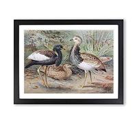 J.G. Keulemans Florican & MacQueen's Bustard Vintage Framed Wall Art Print, Ready to Hang Picture for Living Room Bedroom Home Office Décor, Black A3 (46 x 34 cm)