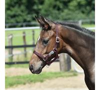 JA Horse JA4027 foal halter made of sturdy webbing multi-adjustable halter for foals in the neck, nose and goose area with silver-coloured fittings (brown, foal)