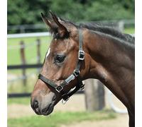 JA Horse JA4027 foal halter made of sturdy webbing multi-adjustable halter for foals in the neck, nose and goose area with silver-coloured fittings (black, foal)