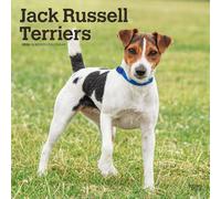 BrownTrout Calendar – Jack Russell Terriers 2026 – 16-Month Square Flap, Multilingual