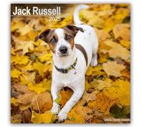 Jack Russell 2025 Square Wall Calendar | Dog Breed Calendar