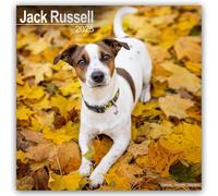 Jack Russell 2025 Square Wall Calendar Dog Breed Calendar | 2024