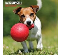 Jack Russell 2026 Traditional Calendar