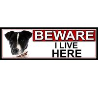 Jack Russell BEWARE I LIVE HERE METAL GATE SIGN 266mm x 87m. (465H2)