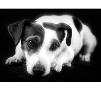 Jack Russell Black and White Blank Greeting Card