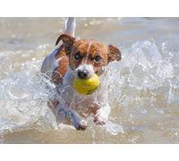 Jack Russell Dog Blank Greeting Card