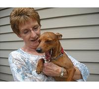 Jack Russell, Golden Retriever, Pembroke Corgi, Vizsla, German Shepherd