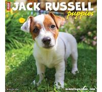 Jack Russell Puppies 2026 12 X 12 Wall Calendar