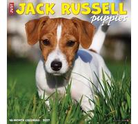 Jack Russell Puppies 2027 Wall