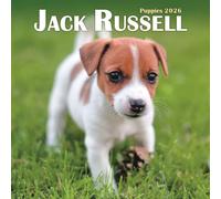 Jack Russell Puppies Square Mini Calenda