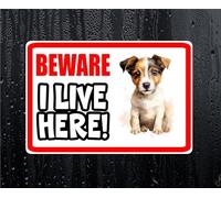 Jack Russell Sticker Beware I Live HERE House Home Window Door Porch Decal