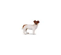 Jack Russell Terrier