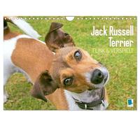 Jack Russell Terrier: agile and playful UK-Version (Wall Calendar 2026 DIN A4 Landscape), CALVENDO 12 Month Wall Calendar