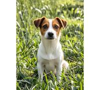 Jack Russell Terrier Diamond Painting DIY Kits 5D Diamond Art Full Round Drill Beads by Number Mosaic Handmade Arts and Crafts for Living Room Bedroom Home Wall Decor 12x16 inch