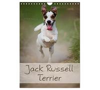 Jack Russell Terrier UK-Version (Wall Calendar 2026 DIN A4 Portrait), CALVENDO 12 Month Wall Calendar