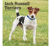 Jack Russell Terriers 2026 Square Flap Calendar